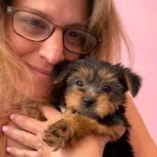 Teacup Yorkies for sale in New Hampshire