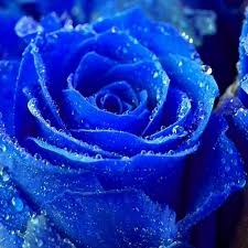 Bunga mawar ini memiliki makna kesempurnaan. Diy Bunga Mawar Biru Berlian Bordir Needlework 5d Berlian Lukisan Cross Stitch Rhinestone Home Decor P425 Painting Cross Stitch Diamond Painting Cross Stitchdiamond Painting Aliexpress