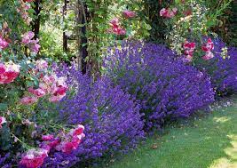 lavendel en rozen tuintuin rozen tuin tuin lavendeltuin