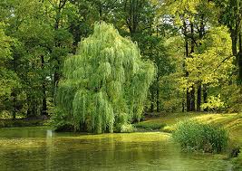 Suitable for all growing zones. What Willow Folklore Surrounds This Beautiful Weeping Tree