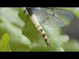 For this technique, you'll need a: Mayfly A Life Story Youtube