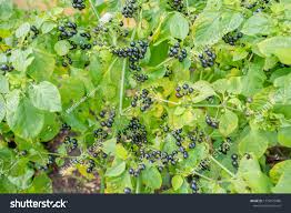 Image result for Solanum scabrum