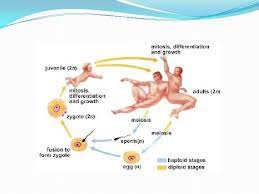 Cells and organisms with pairs of homologous chromosomes are called diploid. Chapter 11 Meiosis And Sexual Reproduction Section 1