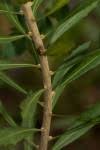Image result for Myrica serrata