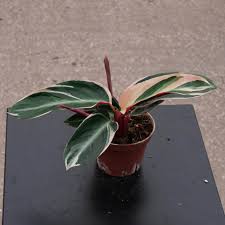 Image result for stromanthe