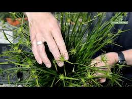 Image result for Cyperus kirkii
