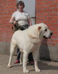 How to take care of an alabai since an alabai is such a unique breed, you will need to keep their temperament, size, nutritional needs, activity needs, and training needs in mind. Central Asian Ovcharka Alabai Dog Huge Dogs Dog Cat Pictures