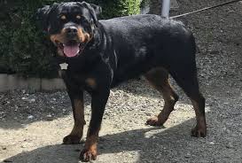 German rottweiler puppies for sale near me.our passion for the rottweiler is tremendous, unwavering, and continues to grow. Giant Rottweiler Puppies For Sale Near Me Off 56 Www Usushimd Com