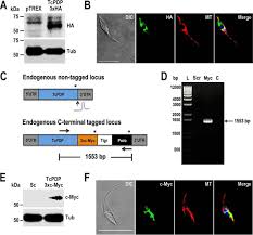 Bei dem bernal ba 2000 garagentorantrieb handelt es sich um einen elektrischen garagentoröffner, der mit hilfe einer zugstange, die am oberen ende des garagentors befestigt wird, dieses. Calcium Sensitive Pyruvate Dehydrogenase Phosphatase Is Required For Energy Metabolism Growth Differentiation And Infectivity Of Trypanosoma Cruzi Abstract Europe Pmc