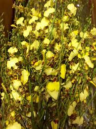 Golden Yellow Oncidium Orchids Oncidium Orchids Florist Supplies Oncidium