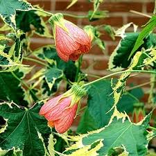 Image result for Abutilon angulatum