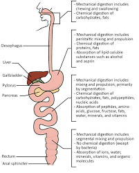 12 7 Chemical Digestion And Absorption Fundamentals Of Anatomy And Physiology
