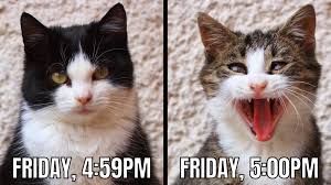 Check spelling or type a new query. 65 Friday Memes To Launch Your Much Needed Weekend Bridal Shower 101
