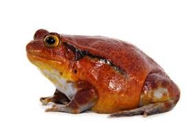 Find & download free graphic resources for tomato frog. Tomato Frog Care Sheet Reptiles Magazine