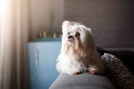 Check spelling or type a new query. Dogs That Don T Shed 36 Beautiful Non Shedding Breeds Cheapism Com