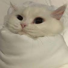 Cute Cat In 2020 Crazy Cats Cute Cats Cats