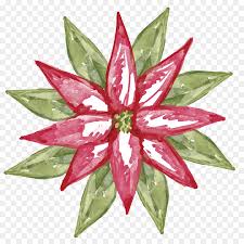 Ilex Cornuta Weihnachten Weihnachtsstern Pflanze Aloe