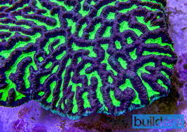 Image result for Platycoryne macroceras