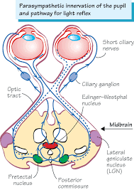 Barker Neuroanatomy And Neuroscience At A Glance Neuroscience Emergency Medicine Nursing Notes