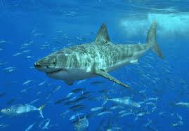 Tiger sharks average 10 to 14 feet in length, but the largest individuals may be as long as 18 feet and weigh over 1,400 pounds. Great White Shark Wikipedia