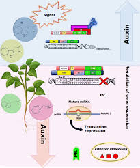 We did not find results for: Plant Biology Wiley Online Library