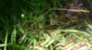 Image result for Tristachya