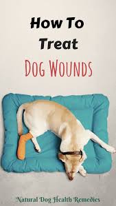 Depending on the type and severity of the wound, your dog might end up needed stitches. Learn How To Treat Dog Wounds Such As Stopping Bleeding From A Wound Dressing The Wound And Using Natural Remedies Suc Dog Wound Dog Treatment Dog Wound Care
