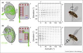 Outdoor motion detection lights can be activated by passing cars, approaching visitors, or even rustling leaves in nearby trees. Optic Flow Based Course Control In Insects Sciencedirect