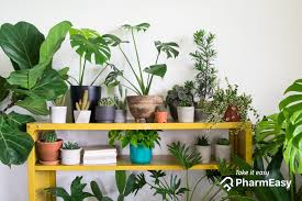Businesses are another place to put money, including farms. 10 Best Lucky Indoor Plants For Your Home Pharmeasy
