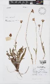 Image result for Laurembergia repens