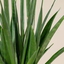 Image result for Sansevieria kirkii