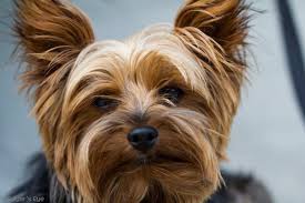 È un cane da caccia che abbaia solo di fronte al pericolo. Cani Di Piccola Taglia 20 Razze Che Scommetto Non Conosci Amicovet