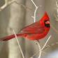 Wee Ones: Birding for Babies
