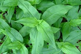 Image result for Commelina benghalensis