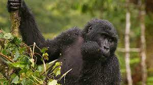 Symbolically adopting a gorilla may cost between $25 and $250. How Much Does It Cost To See Gorilla In Bwindi Impenetrale National Park