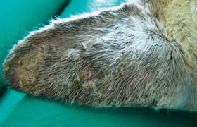 Only severely affected patients need to be hospitalized for supportive care. Pemphigus Foliaceus In Cats Vet360