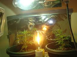 We did not find results for: Mh Vs Hps In Veg Growkind Com Marijuana Cultivation Forum