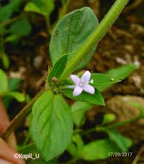 Image result for Spermacoce deserti