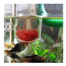 In order to determine the size of tank that you need, it is first critical to decide which type of fish you want to have as pets, such as goldfish, betta fish, tropical fish, and others. 2pcs Aquarium Red Worm Feeder Feeding For Fish Angel Fish Discus Feeders Live Worm Bloodworm Feed Tool Worm Feeding Container Feeders Aliexpress