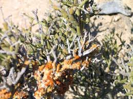 Image result for Arthraerua leubnitziae