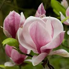 Pin By Krystal Luangket On Kayte Magnolia Flower Flowers Flower Pictures