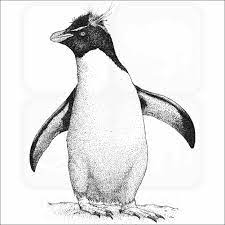 Southern Rockhopper Penguin - Signed Fine Art Print