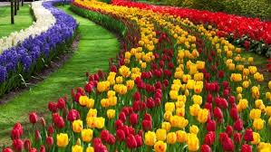 107 60 tulip tulip field. Flowers Garden Free Stock Photos Download 12 252 Free Stock Photos For Commercial Use Format Hd High Resolution Jpg Images