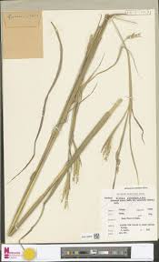 Image result for Tinnea antiscorbutica