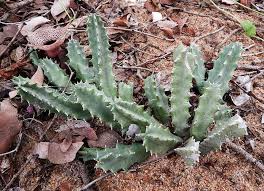 Image result for Huernia kirkii