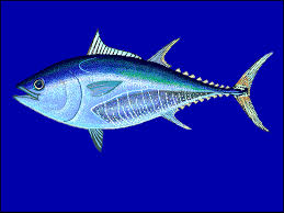 Di sperma loc agg locuzione aggettivale: Thunnus Wikipedia