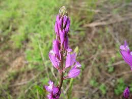 Image result for Polygala gazensis