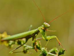2007, la acest organism, de catre centrul de studii si cercetari. Conservarea BiodiversitÄƒÈ›ii Fundatia Adept