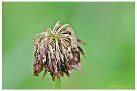 Image result for Trifolium wentzelianum