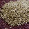 Jenis gulma golongan berdaun lebar ( broad leaves) seperti : Https Encrypted Tbn0 Gstatic Com Images Q Tbn And9gcshl5lrt4wx2xlw8bj3b0inofyth9ryf7 7g Mfcdlca21cfcpr Usqp Cau